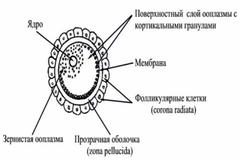 Исходные клетки яйцеклетки