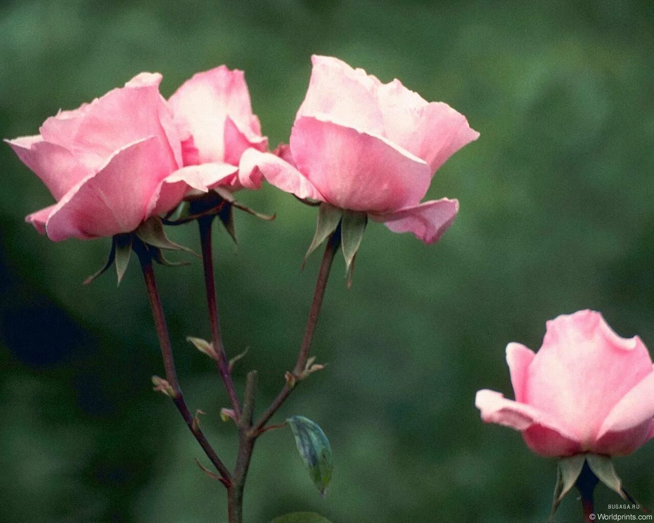 Православные поздравления. Христианские поздравления с юбилеем женщине. Христианские пожелания с днем рождения. С днем рождения в прозе православной женщине. С днем рождения в прозе православной женщине.