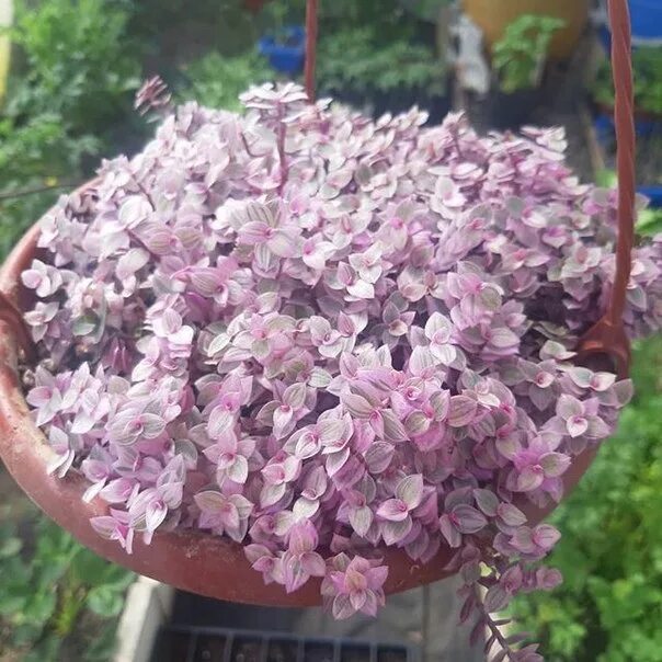 Каллизия сорта. Каллизия розовая пантера. каллизия pink lady. традесканция каллизия розовая. традесканция каллизия розовая пантера.