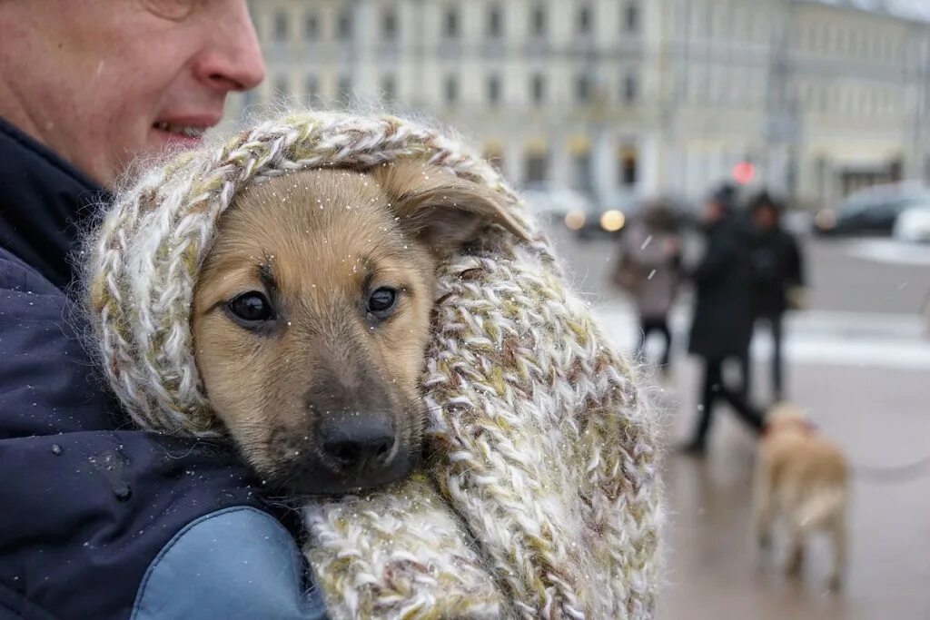 Собака подбирает все на улице. Бездомные животные и человек. Бездомные собаки. Бродячие собаки. Бездомный пес.