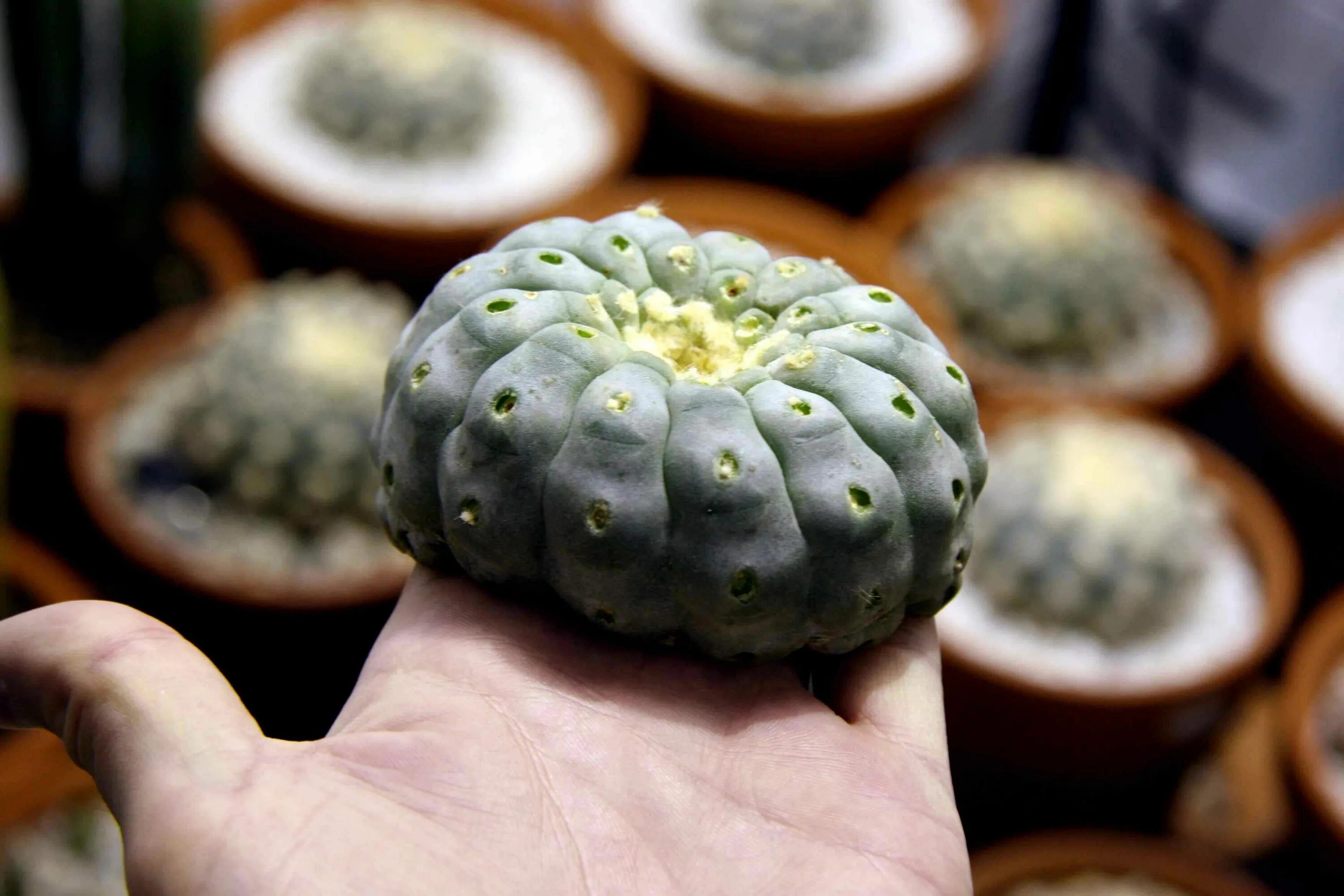 Кактус содержащий мескалин. Пейот (lophophora williamsii. мескалин (пейот). лофофора уильямса. кактус lophophora williamsii.