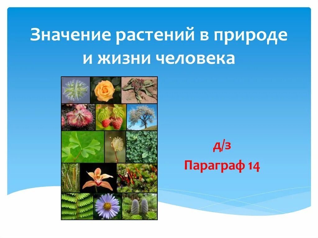 Биология 5 класс значение растений в природе. Многообразие растений в природе. Многообразие растений в природе и жизни человека. Значение растений в природе и жизни человека. Значение растений в жизни человека.