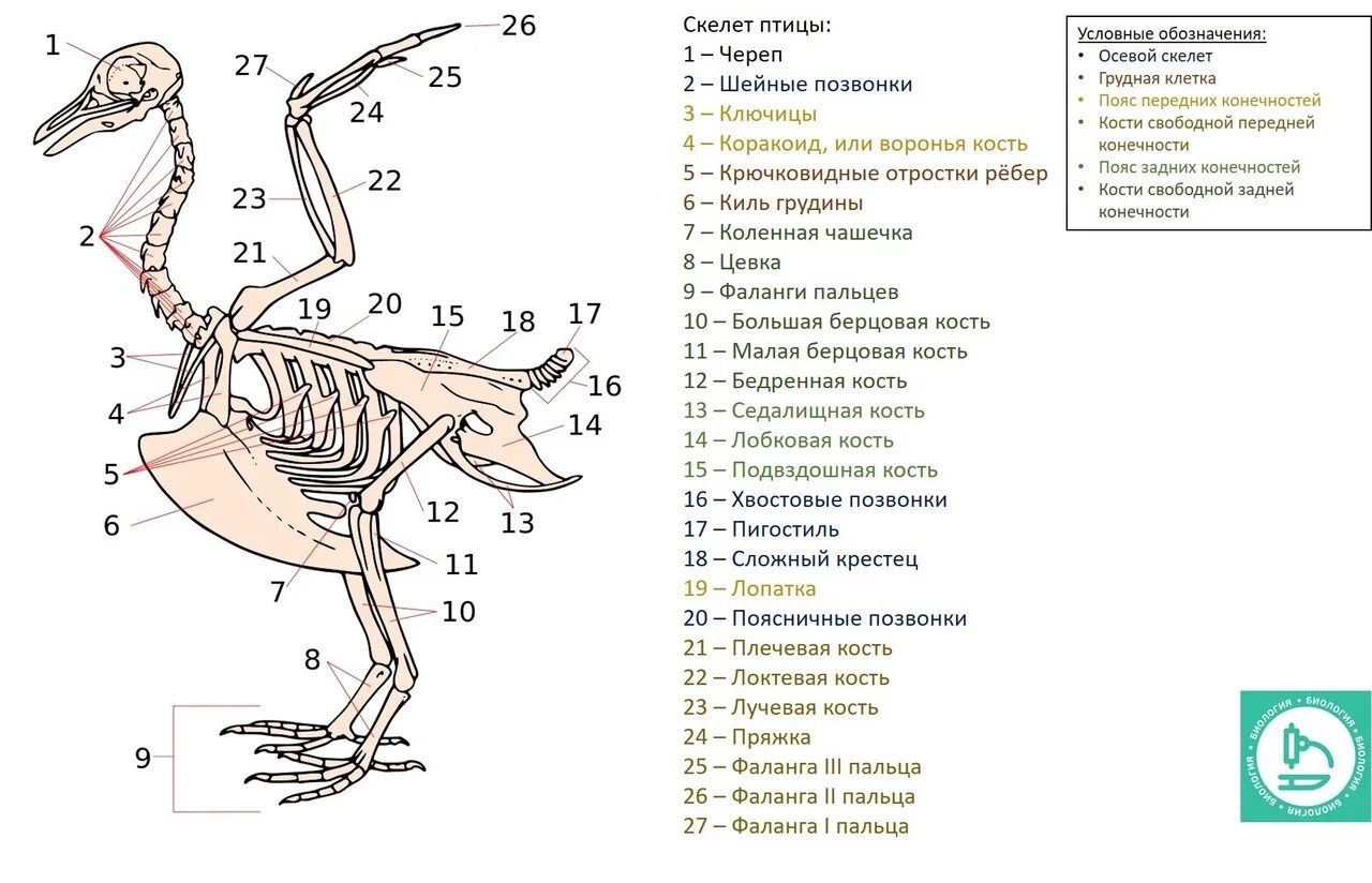 Изучение строения скелета птицы таблица. Отделы скелета птиц 7 класс биология. Опорно двигательная система подпишите основные отделы скелета птицы. Скелет птицы биология 7 класс. Особенности строения скелета в жизни птицы