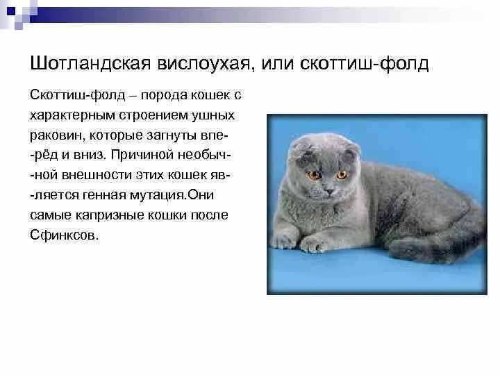 Сообщение о шотландской вислоухой кошке. Описание шотландского вислоухого кота. Рассказ о породе кошек 2 класс шотландская вислоухая. Рассказ о шотландской вислоухой кошке. Шотландская вислоухая кошка характер и поведение и особенности.