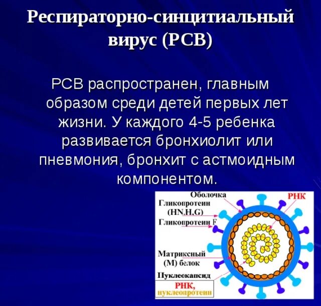 Патогенез респираторно синцитиальной инфекции. Респираторносинтиальный вирус. Респираторно синцитиальной вирусной. Респираторно-синцитиальный вирус. Респираторно синцитиальной вирусной.