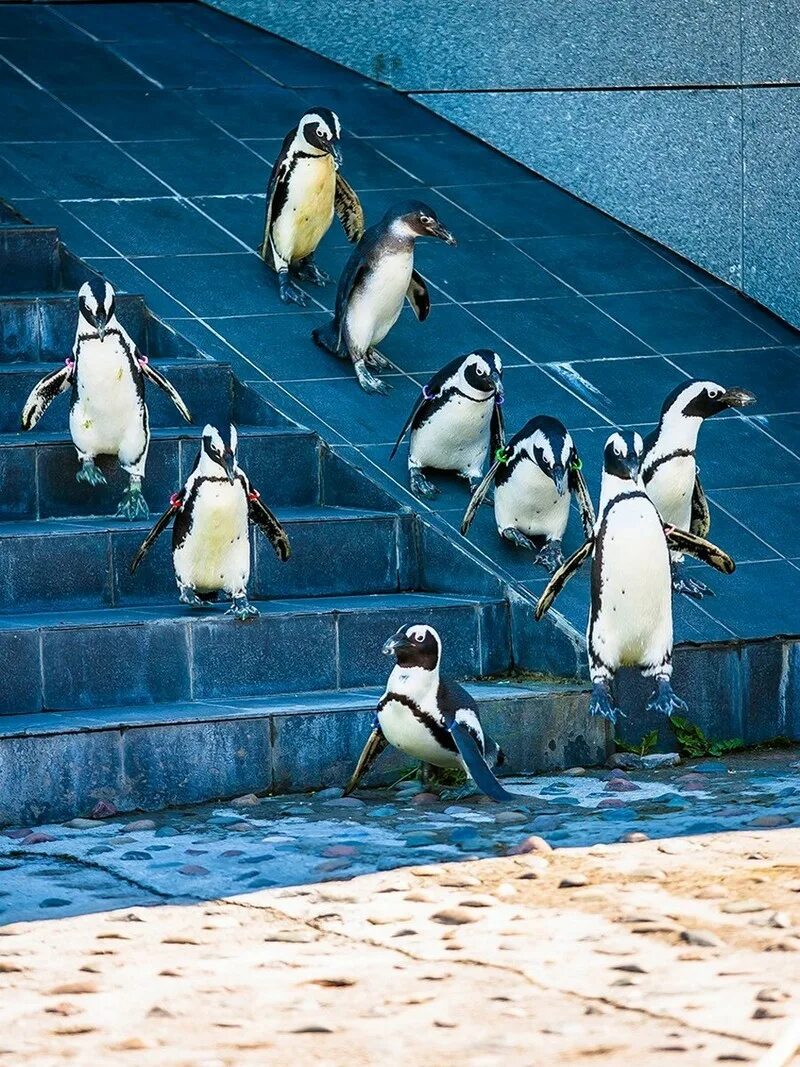 пингвинарий анапа. пингвины в лондонском зоопарке. московский зоопарк пингвины. пингвины в зоопарке. берлинский зоопарк пингвины.