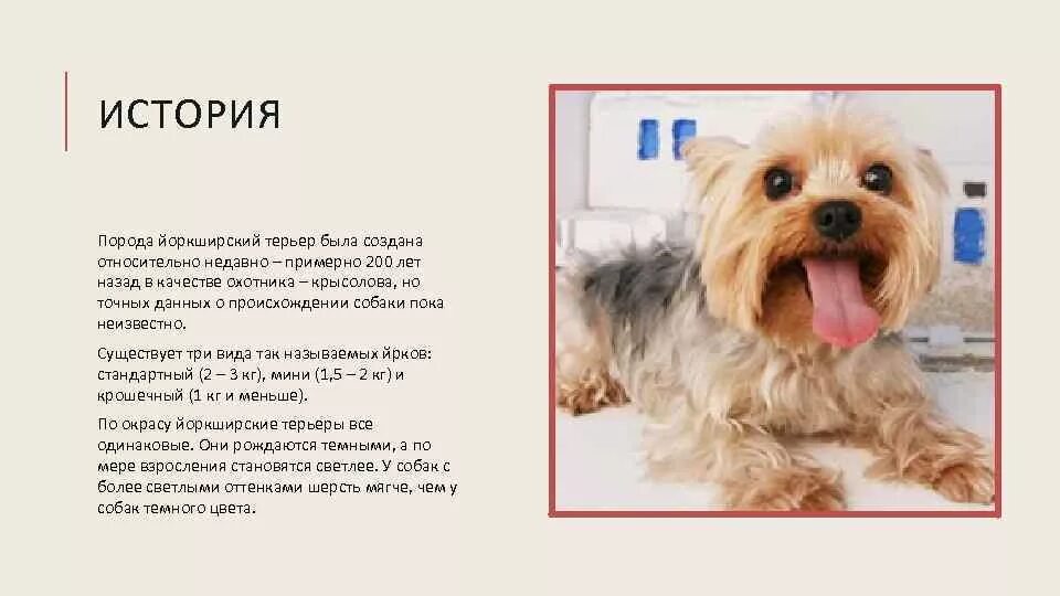 Повадки собак 58 фото - ZooClever.ru