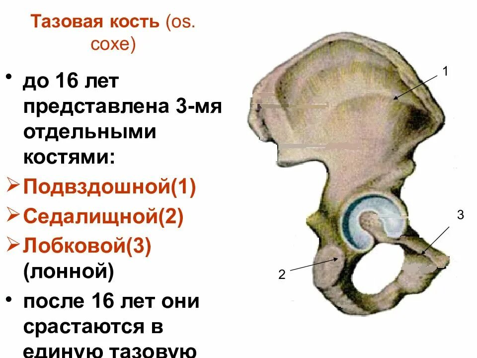 Тазовая кость. Кости формирующие таз. Строение таза. Строение костей таза.