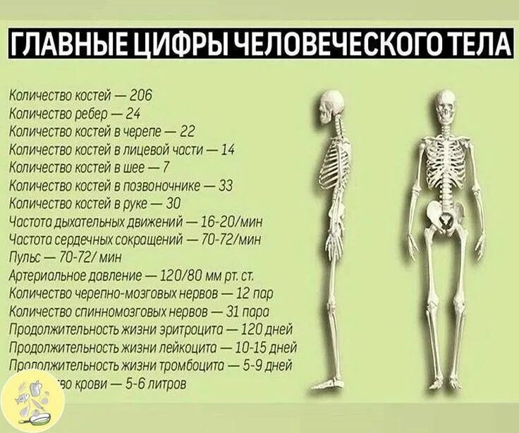 В костях и т д. Сколько всего костей у чело. Сколько костей в скелете человека. Сколькокосетй в человеке. Котчкство костей у человека.