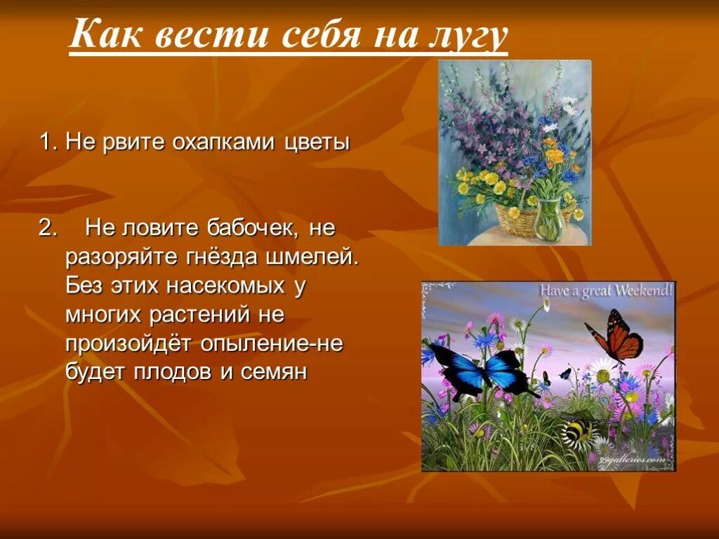 Луг царство цветов и насекомых тест. Как вести себя на лугу. какивести себя на лугу. памятка как вести себя на лугу. презентация луг и человек.