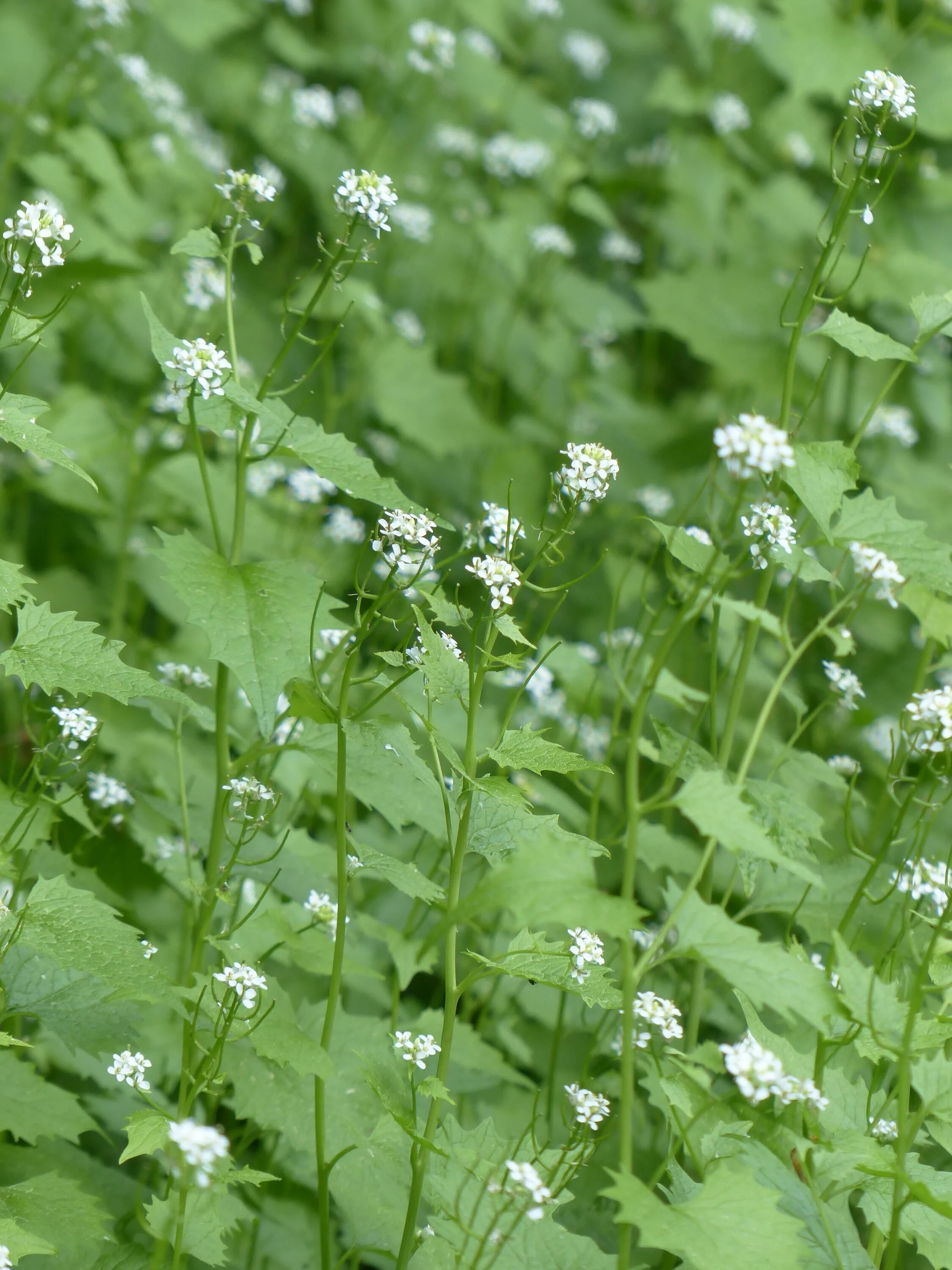 Зонтичные кашка Полевая. Garlic Mustard растение. Чесночная горчица растение. Чесночная горчица (Alliaria petiolata.