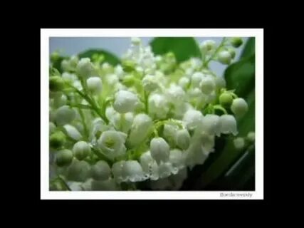 Переделанные песни я подарю вам ландыши