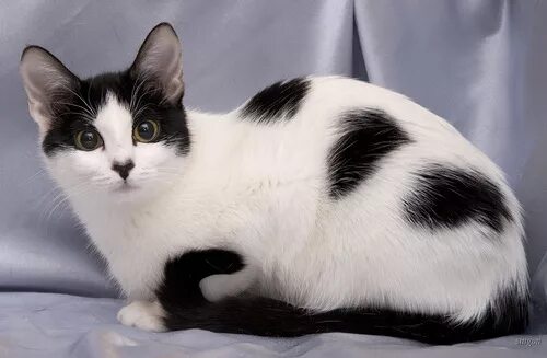 белая кошка с черными пятнами. сибирская биколор короткошерстная кошка. окрас черно белый как называется. метис бомбейской кошки. сибирский кот белый с черными пятнами.