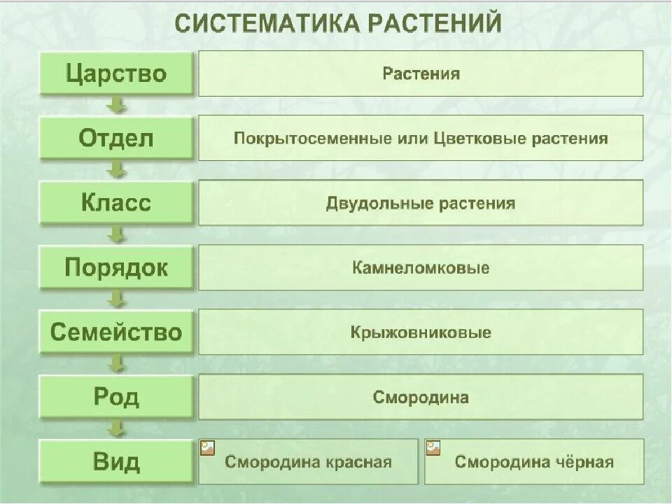 Тип 18 биология. Систематика растений царство растений. систематика растений царство отделы. классификация растений 6 класс биология основы систематики растений. систематика таксонов растений царство отдел.