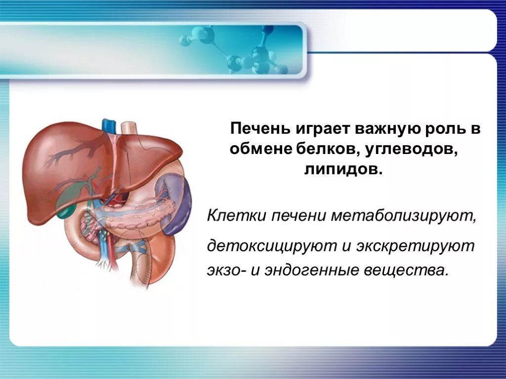 Вещества печени. Роль печени. Роль печени в обмене белков, углеводов. Печень играет важную роль. Обмен белков в печени.