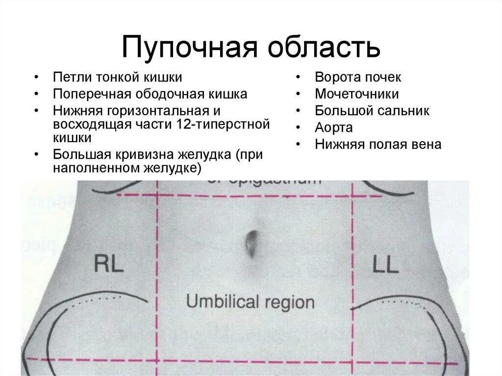 Области живота. Болит живот в области пупка. Локализация болей в животе схема. Тянет низ живота у мужчины причины