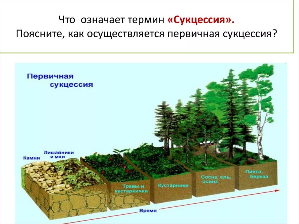 Первичная экологическая сукцессия. Первичная сукцессия на песчаных дюнах. Смена экосистем первичная сукцессия. Вторичная экологическая сукцессия.