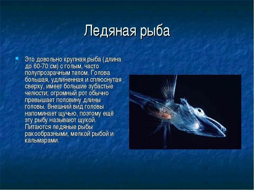 Сообщение о рыбе. Факты о рыбах. Рассказ о рыбе. Интересные факты о рыбах. Рыбы доклад 7 класс