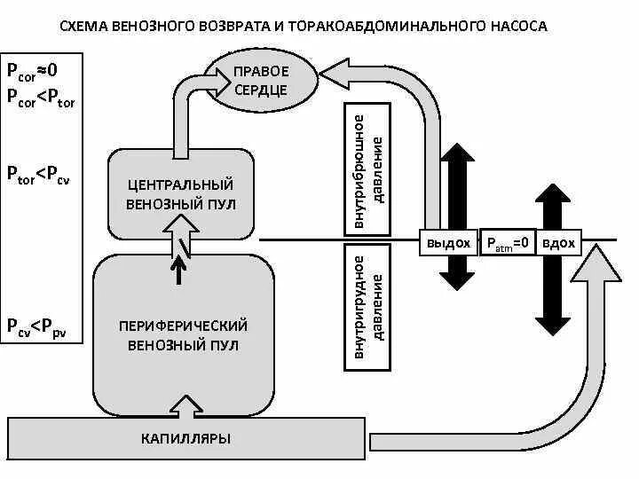 Факторы обеспечивающие венозный возврат крови к сердцу. Механизм венозного возврата крови к сердцу. Факторы венозного возврата крови. Факторы обуславливающие венозный возврат крови. Возвращают кровь к сердцу