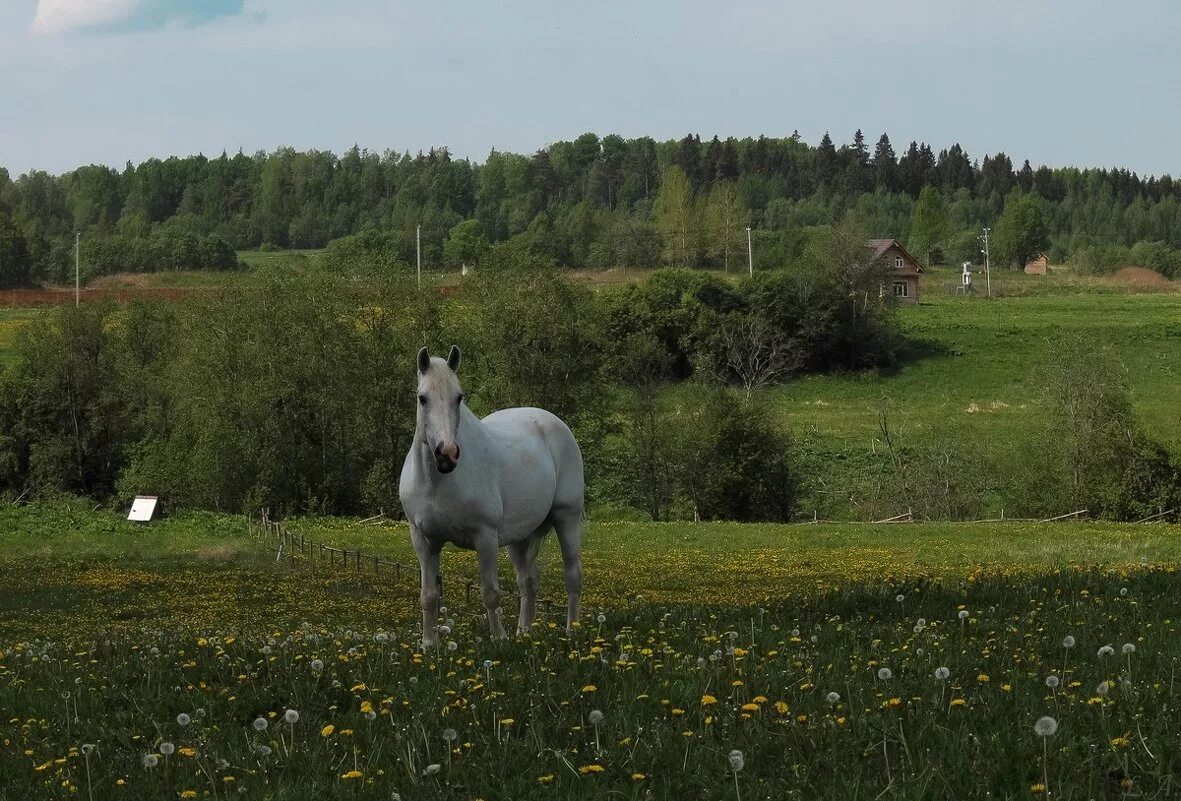 Село лошадка