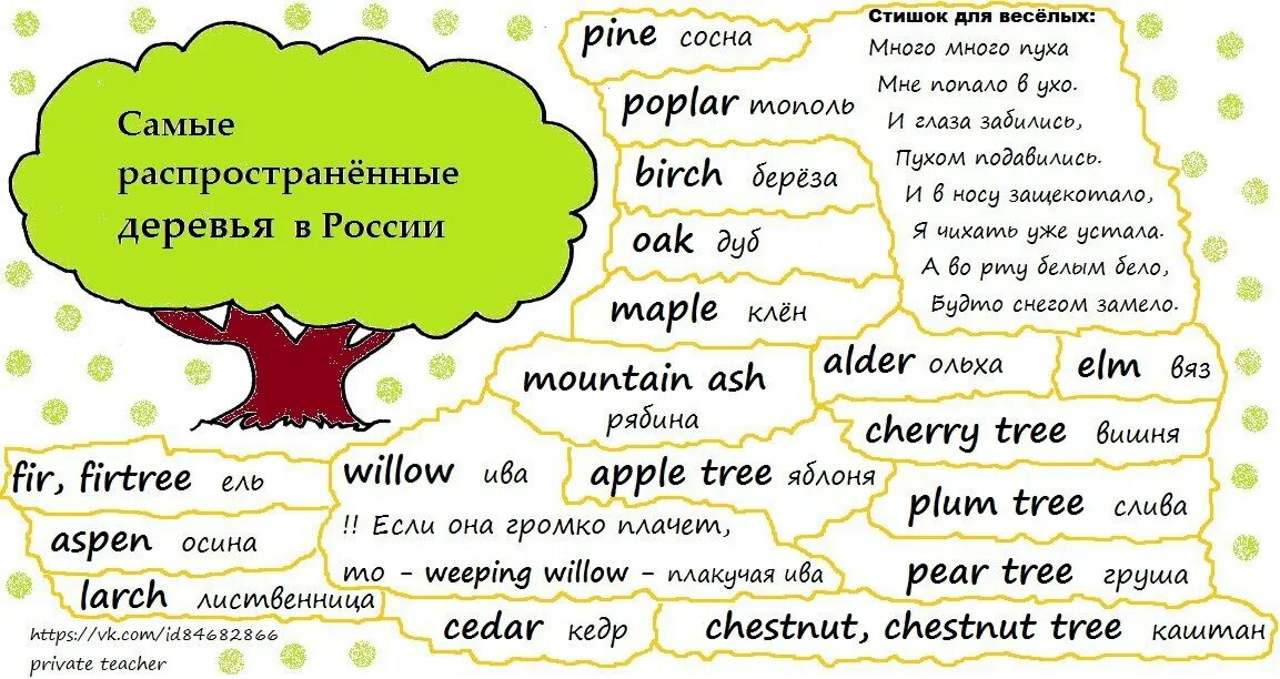 Слова со словом дерево. Термины деревьев на английском языке. Названия деревьев на английском языке с переводом. Деревья на англ. Дерево с английскими словами.