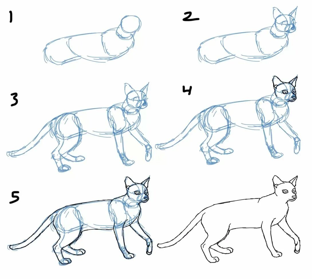 Рисовать поэтапно котиков. Схема рисования кошки. Поэтапное рисование кошки. Кошка рисунок схема. Рисование кошки поэтапно.