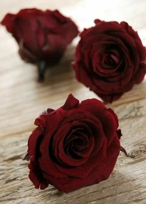 #photooftheday #color #random #FF Beautiful flowers, Beautiful roses, Burgundy a