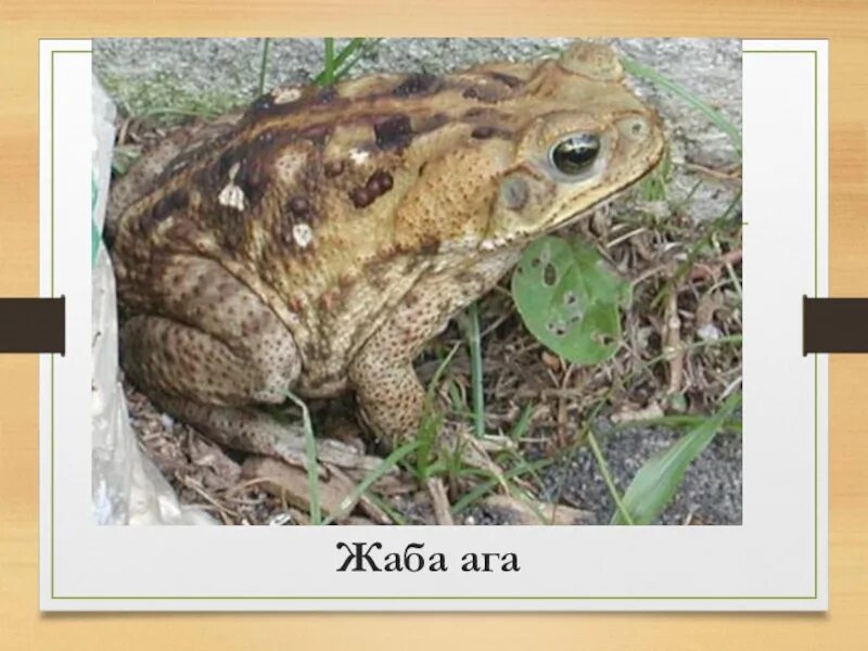 Среда обитания жабы. Среда обитания лягушки озерной. Земноводные имеют. Где живут жабы. Головастик озерной лягушки.