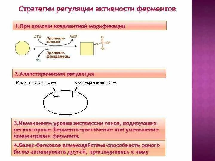 Пути регуляции активности фермента. Регуляция ферментативной активности биохимия. Регуляция активности ферментов схемы. Типы регуляции активности ферментов. Основные способы регуляции активности ферментов. Примеры..