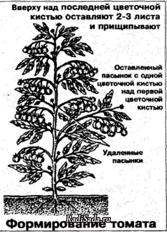 Схема рассады томатов. Схема пасынкования томатов. Формирование томатов в 2 стебля в теплице схема. Пасынкование томатов. Схема правильного пасынкования томатов.