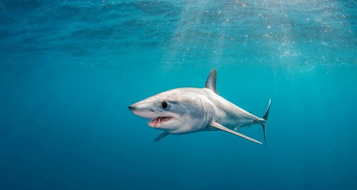 Какую скорость развивает белая акула. Тихоокеанская сельдевая акула. Акула мако. Атлантическая сельдевая акула. Серо голубая акула мако.
