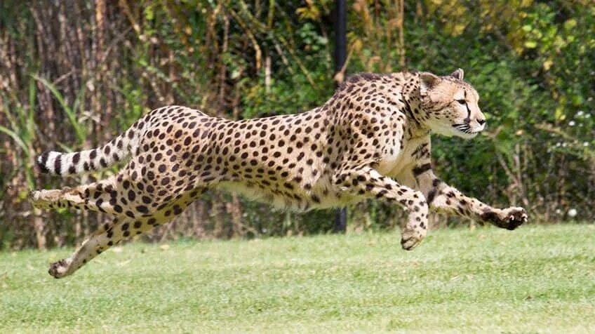 Pet cheetah. Гепард бежит. Гепард в беге. Гепард бегает. Гепард мчится.