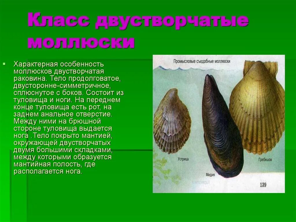 Сообщение о брюхоногих и двустворчатых моллюсках