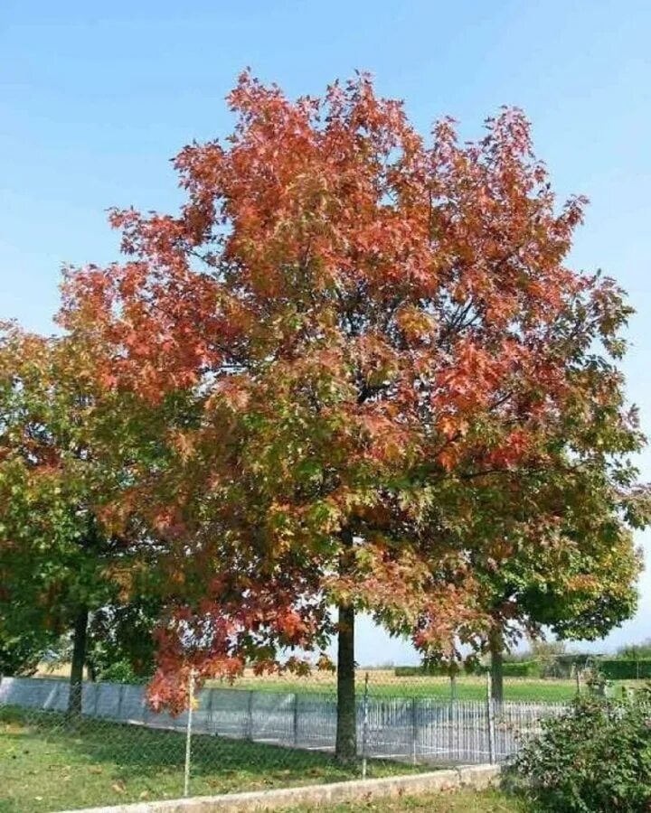 Дуб красный, Северный Quercus rubra. Дуб красный Quercus rubra. Дуб красный Quercus rubra летом. Дуб красный (Quercus rubra c3 60-100). Красно черешчатый дуб