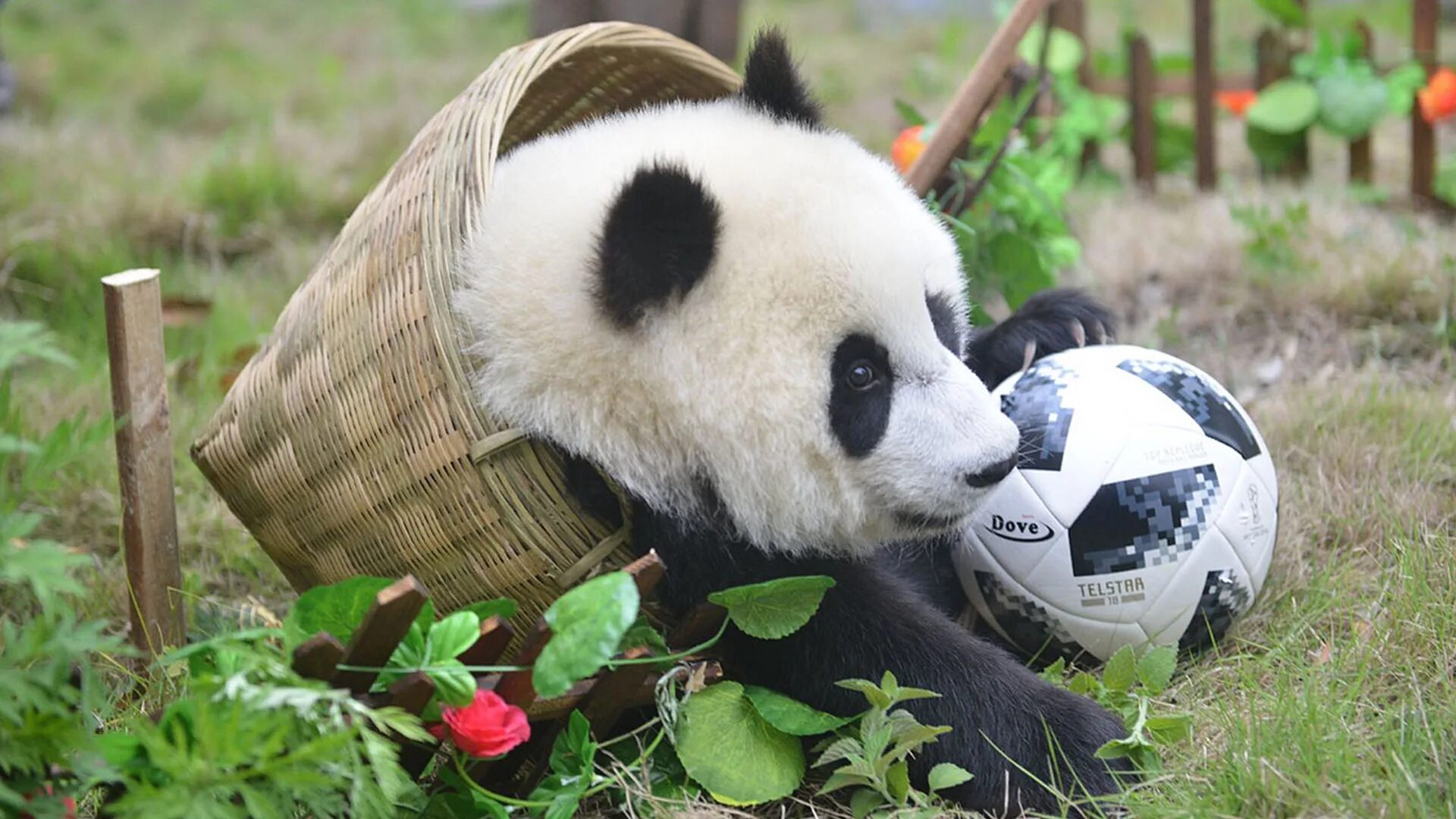 Панда собирает в круг. Панда футбол. Панда с мячом. Панда с мячиком. Пандочка с мячиком.