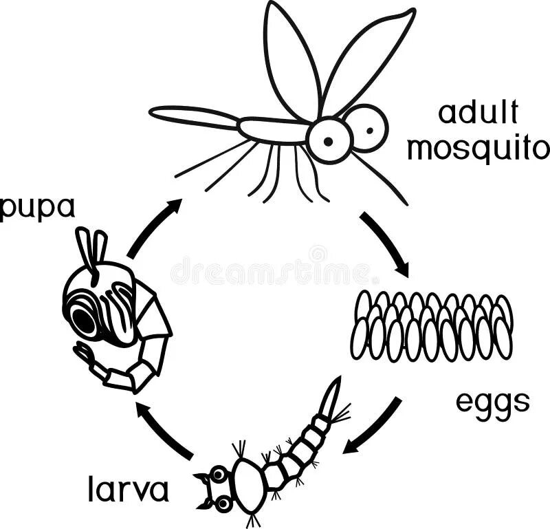 Цикл развития москита схема. Схема развития комара. Схема развития комара для 1 класса. Схема развития комара и мухи для 1.