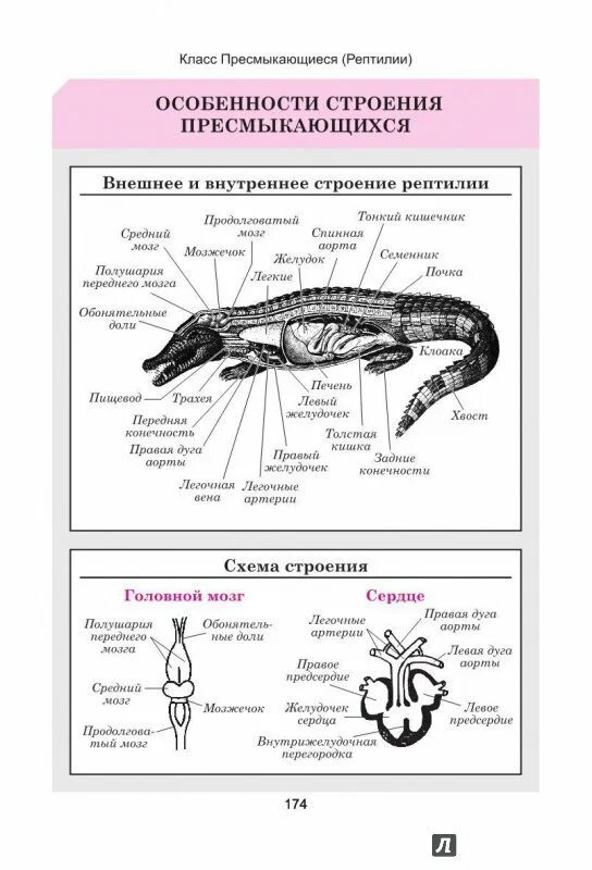 Особенности внешнего строения пресмыкающихся таблица. Таблица строение пресмыкающихся 7 класс биология. Таблица пресмыкающиеся 7 класс биология система органов. Строение систем органов рептилий таблица. Таблица класс пресмыкающиеся 8 класс биология.