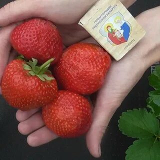Клубника сенсация описание урожайность сорта