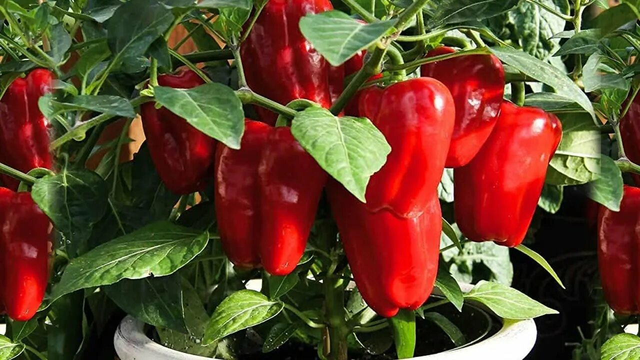 перец сладкий адмирал нахимов f1 0,1г седек. перец сладкий фиолетовый куб описание сорта. перец сладкий атлет f1. перец нежность сибирский сад. перец сладкий пламенный f1.