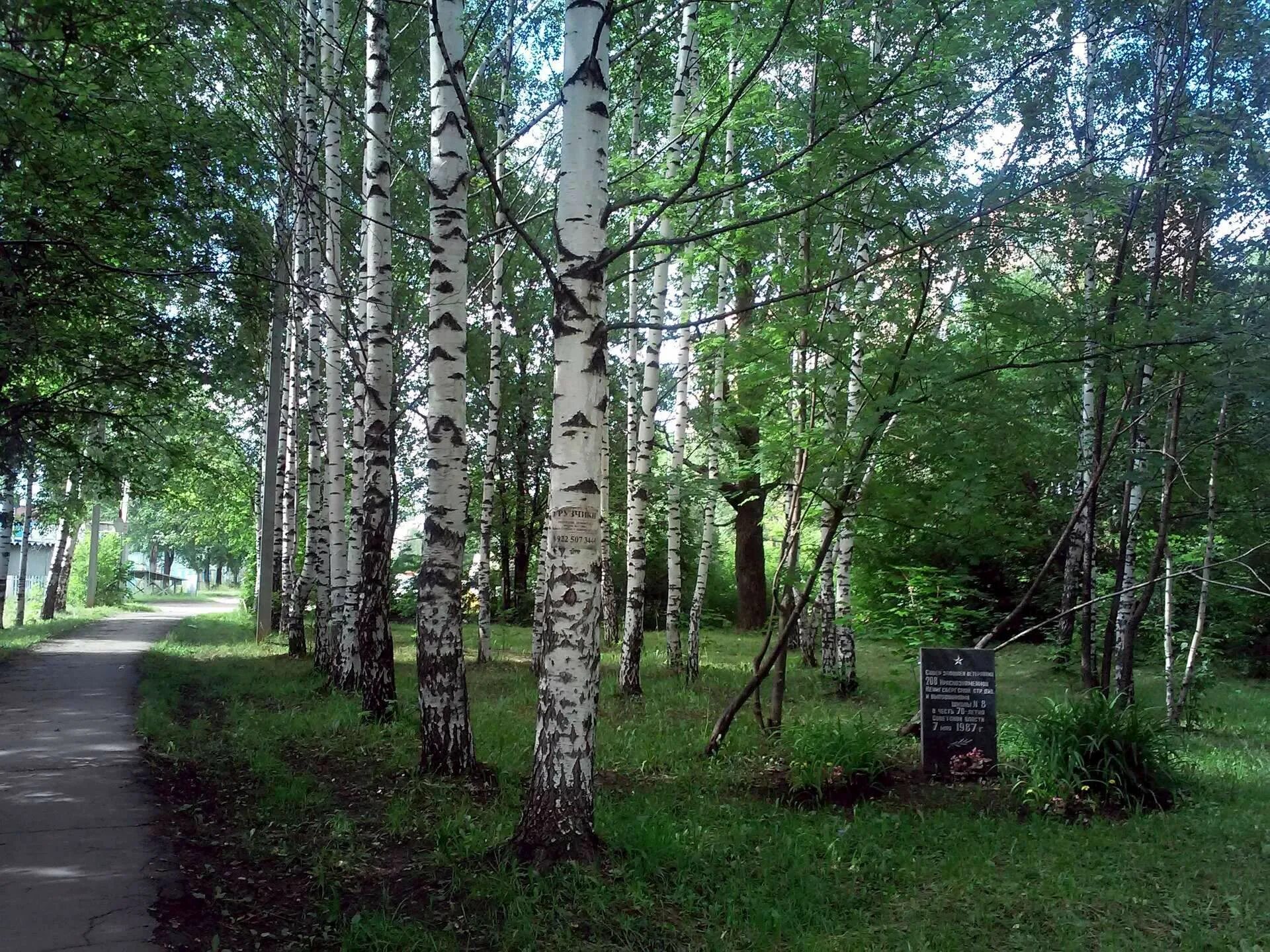 Береза у школы. Береза возле здания. Березы возле школы. Береза Кузбасса. Березка школьная