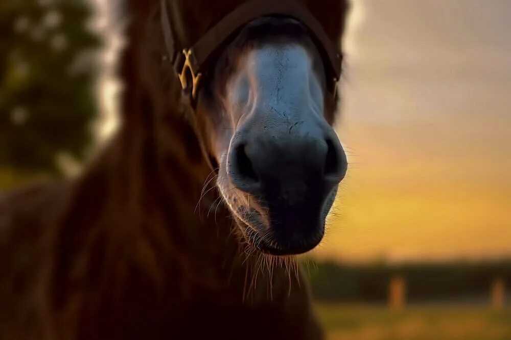 Horse face. Красивые морды лошадей. Арабская скаковая лошадь. Андалузская лошадь гнедая. Horse face.
