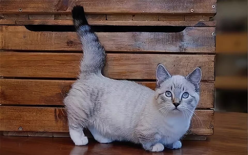 Самый короткий кот. Манчкин порода. манчкин колор пойнт. коротколапые кошки. коты с короткими лапами.