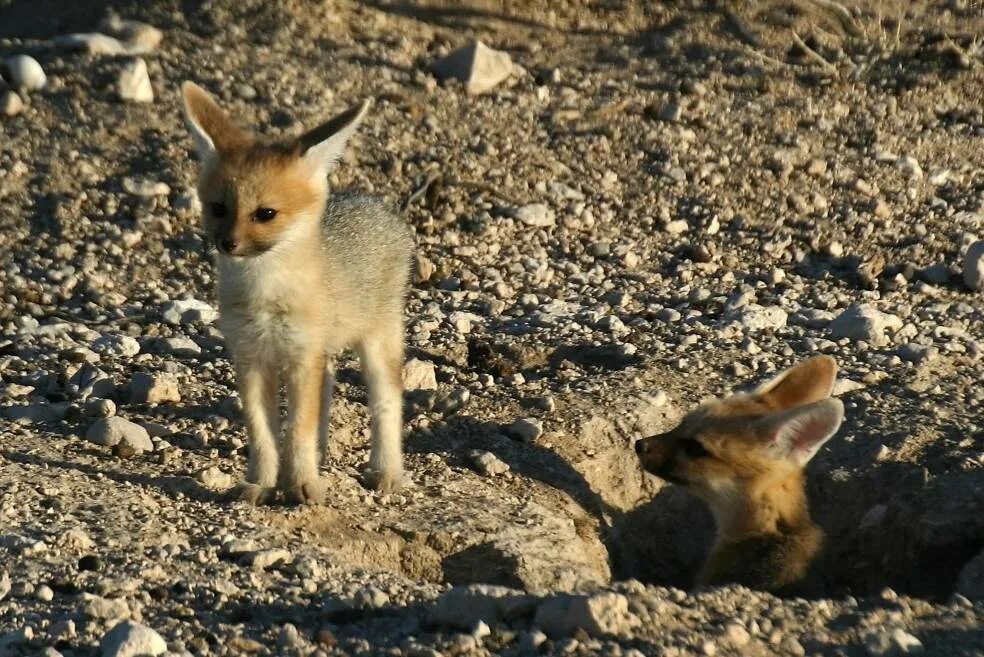 Южноафриканская лисица. Южно Африканская лисица. Ушастые лисы. Южноафриканская лисица фото.