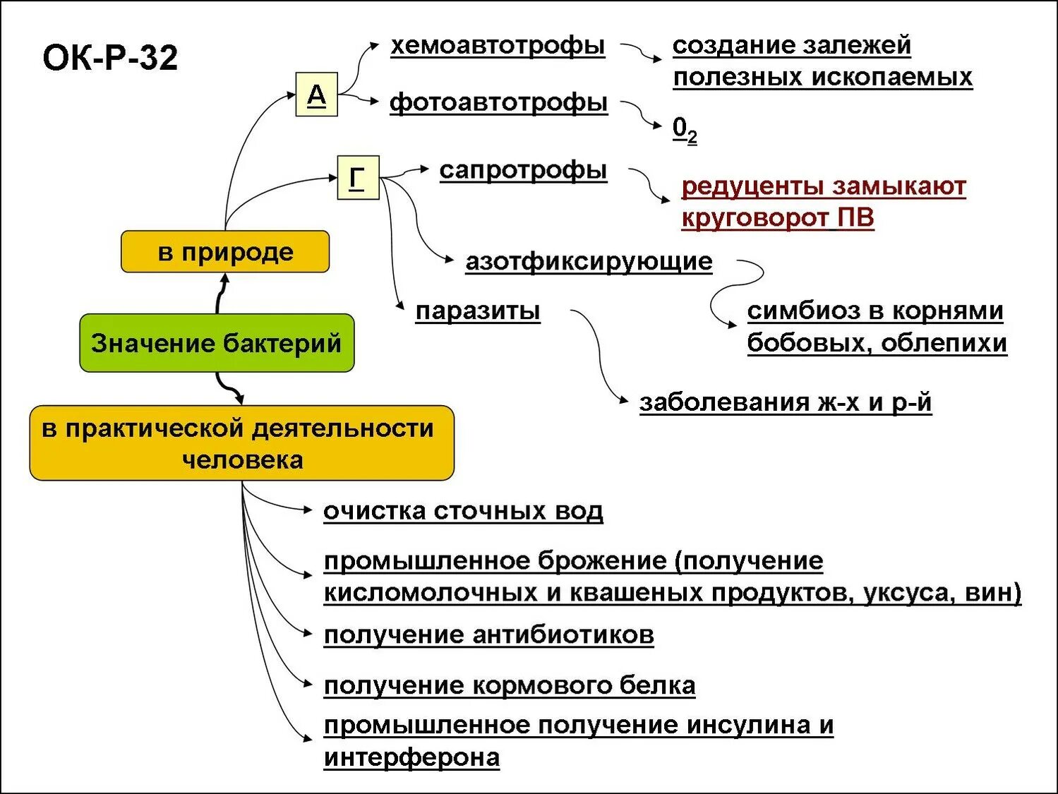 Многообразие значение бактерий и вирусов 5 класс. Опорный конспект бактерии. схема значение бактерий. опорный конспект по биологии 5 класс бактерии. опорный конспект бактерии 5 класс биология.