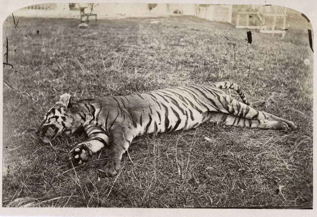 Dead tiger. Dead tiger. Амурский тигр и человек. Отстрел конфликтных тигров. Тигриный монастырь таиланд.