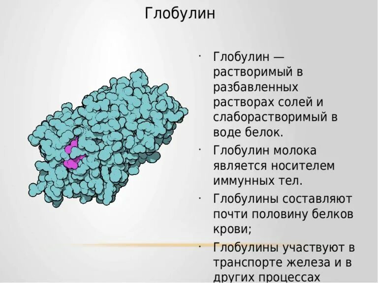 Пониженные глобулины в крови. Глобулины структура биохимия. Белки глобулины. Функция γ-глобулинов. Альфа бета и гамма глобулины функции.