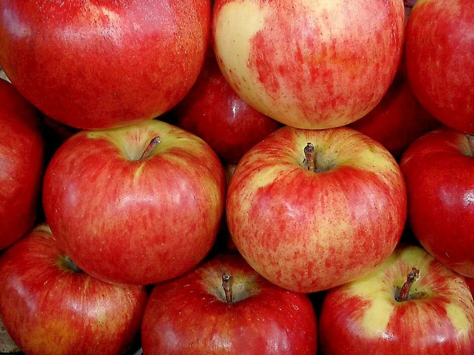 Сорт яблок алматинский апорт. Сорт яблок алматинский апорт. Апорт яблоня. Яблоня апорт кроваво красный. Яблоня сорт алмаатинский.