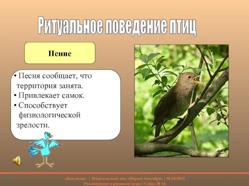 Поведение птиц в период размножения. Ритуальное поведение птиц. поведение птиц в период размножения сообщение. поведение птиц в период гнездования.