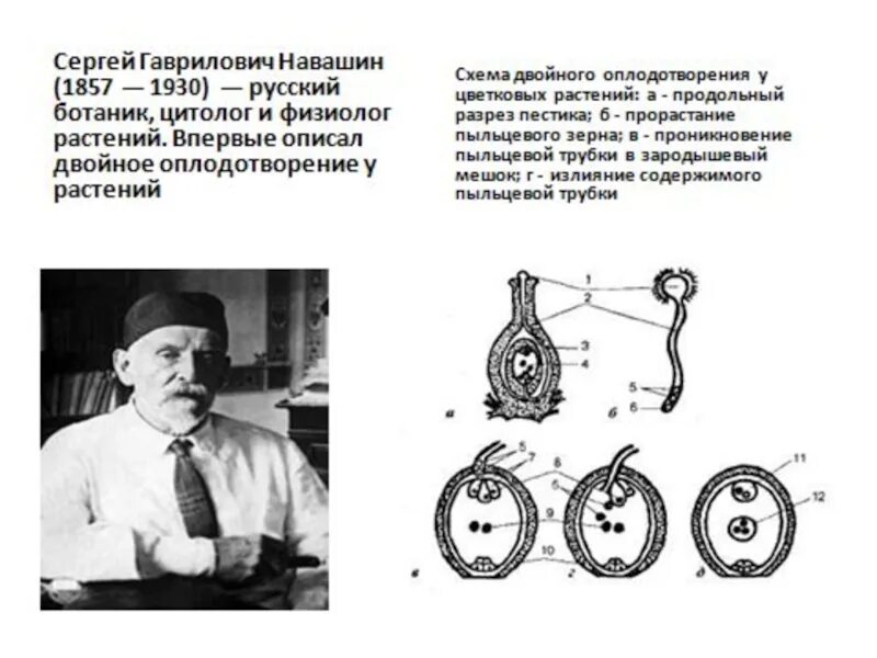 Навашин двойное оплодотворение. Навашин открыл двойное оплодотворение. Биография навашина