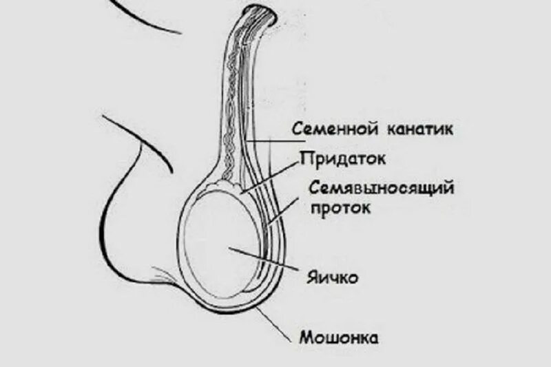 Семенной канатик анатомия. Мошонка и семенной канатик анатомия. Мужские половые органы анатомия яичко. Семенной канатик анатомия строение. Семенной канатик у мужчин анатомия.